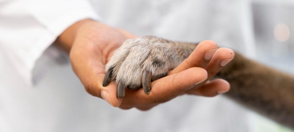 Cirugía veterinaria en Fuengirola