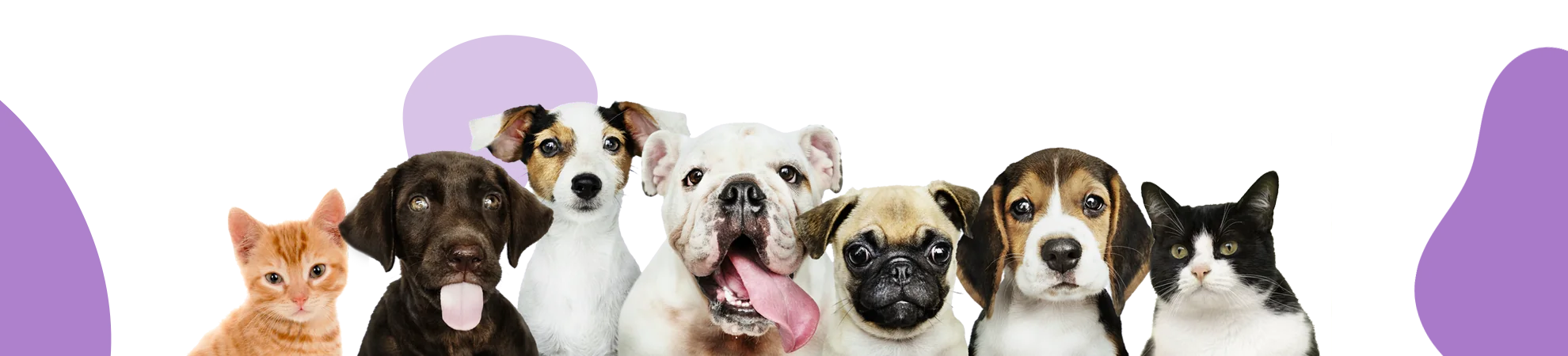 Perros y gatos en la franja decorativa del pie de página