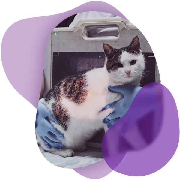 Gato acompañado durante una exploración veterinaria